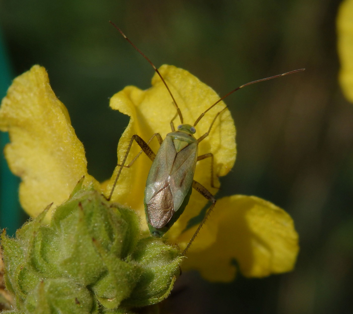 Vierpunkt-Zierwanze (Adelphocoris quadripunctatus) auf Königskerze