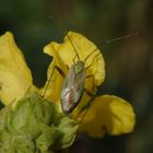 Vierpunkt-Zierwanze (Adelphocoris quadripunctatus) auf Königskerze