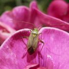 Vierpunkt-Zierwanze (Adelphocoris quadripunctatus) auf roter Gartenwicke