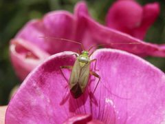 Vierpunkt-Zierwanze (Adelphocoris quadripunctatus) auf roter Gartenwicke