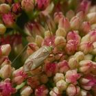 Vierpunkt-Zierwanze (Adelphocoris quadripunctatus) ?