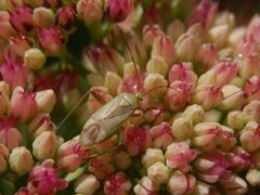 Vierpunkt-Zierwanze (Adelphocoris quadripunctatus) ?