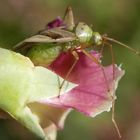 Vierpunkt-Zierwanze (Adelphocoris quadripunctatus) mit Flügelschaden