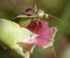 Vierpunkt-Zierwanze (Adelphocoris quadripunctatus) mit Flügelschaden