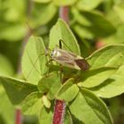 Vierpunkt-Zierwanze (Adelphocoris quadripunctatus) - Nachlese 1