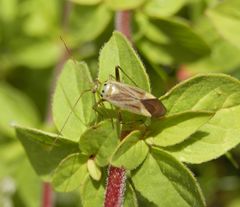 Vierpunkt-Zierwanze (Adelphocoris quadripunctatus) - Nachlese 1