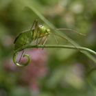 Vierpunkt-Zierwanze (Adelphocoris quadripunctatus) - Nachlese 2