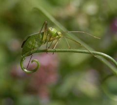 Vierpunkt-Zierwanze (Adelphocoris quadripunctatus) - Nachlese 2