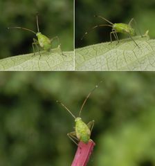 Vierpunkt-Zierwanze (Adelphocoris quadripunctatus) - Nymphe