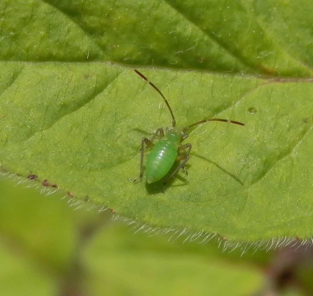 Vierpunkt-Zierwanze (Adelphocoris quadripunctatus) - Nymphe