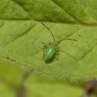 Vierpunkt-Zierwanze (Adelphocoris quadripunctatus) - Nymphe