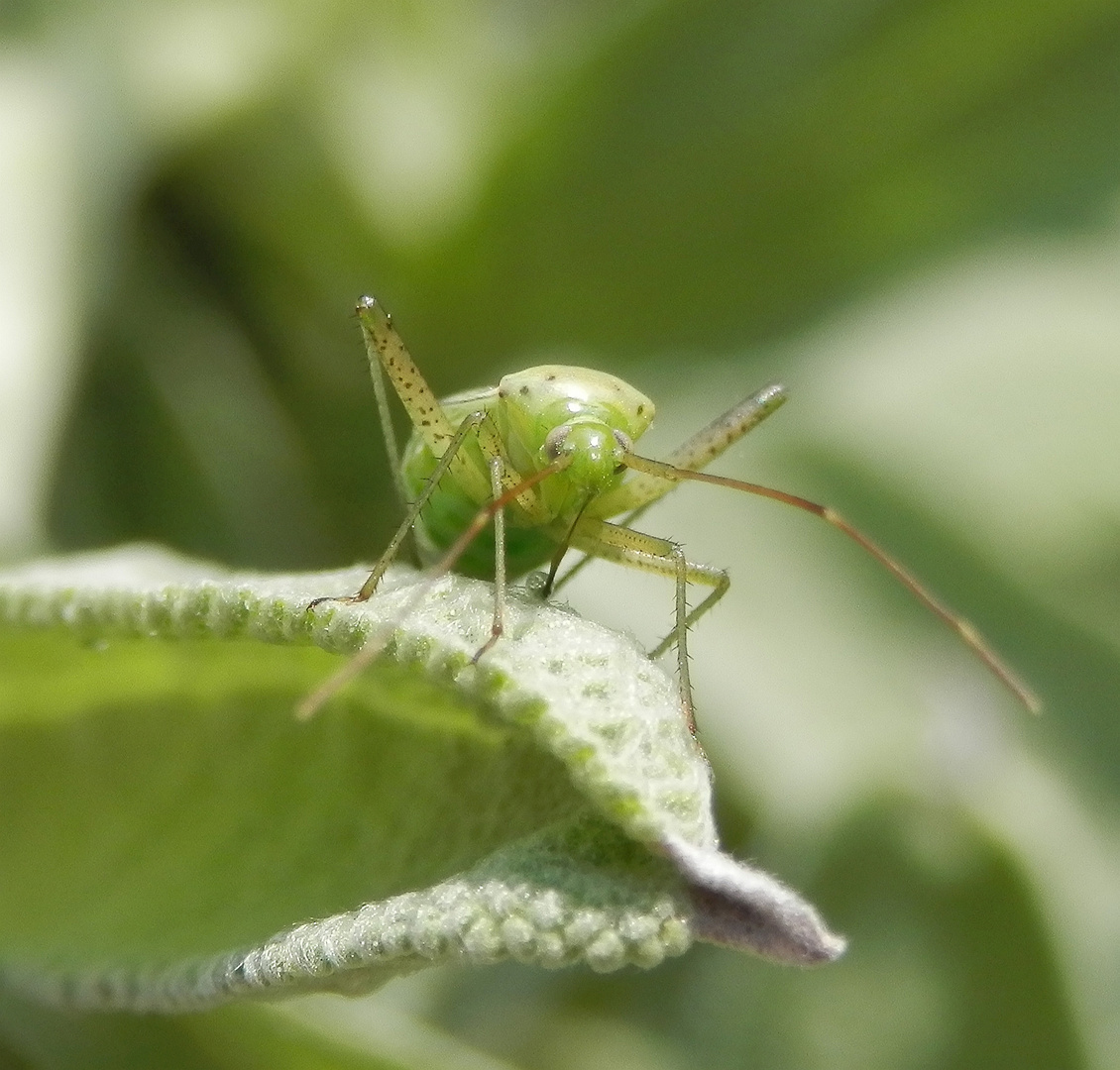 Vierpunkt-Zierwanze (Adelphocoris quadripunctatus) - ...... und noch eine