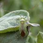 Vierpunkt-Zierwanze (Adelphocoris quadripunctatus) - ... und noch eine