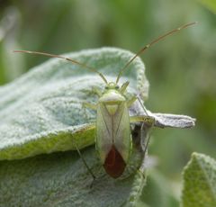 Vierpunkt-Zierwanze (Adelphocoris quadripunctatus) - ... und noch eine