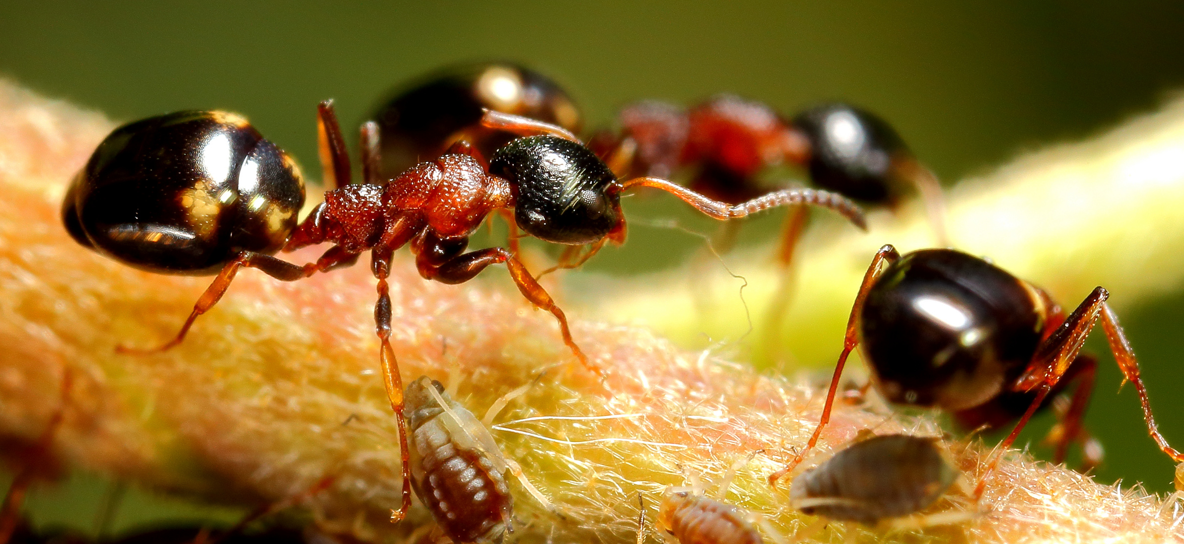 Vierpunktameise (Dolichoderus quadripunctatus) am Efeu