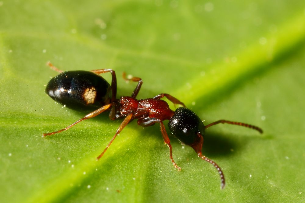 Vierpunktameise (Dolichoderus quadripunctatus) (III)