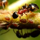 Vierpunktameise (Dolichoderus quadripunctatus) und Blattläuse