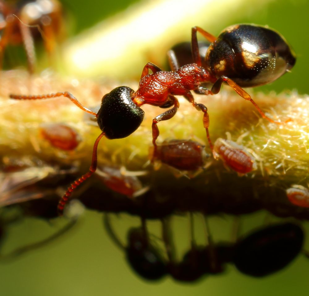 Vierpunktameise (Dolichoderus quadripunctatus) und Blattläuse