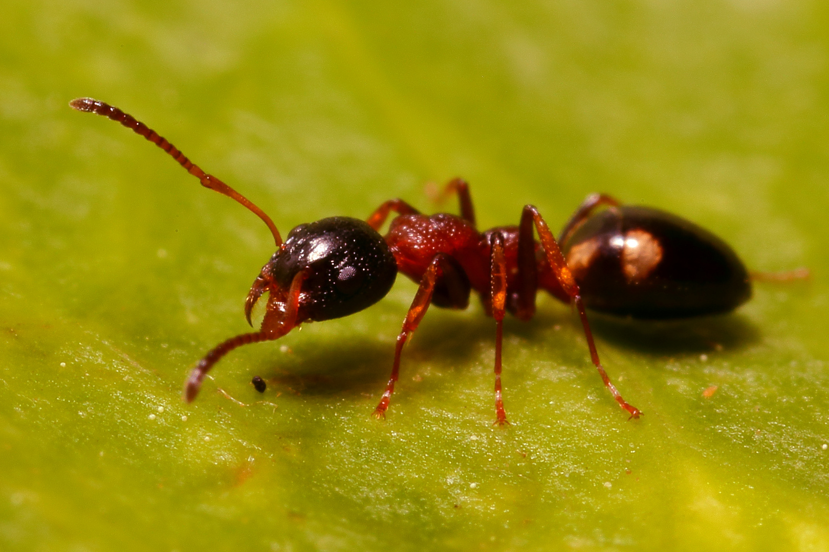 Vierpunktameisen (Dolichoderus quadripunctatus) (II)