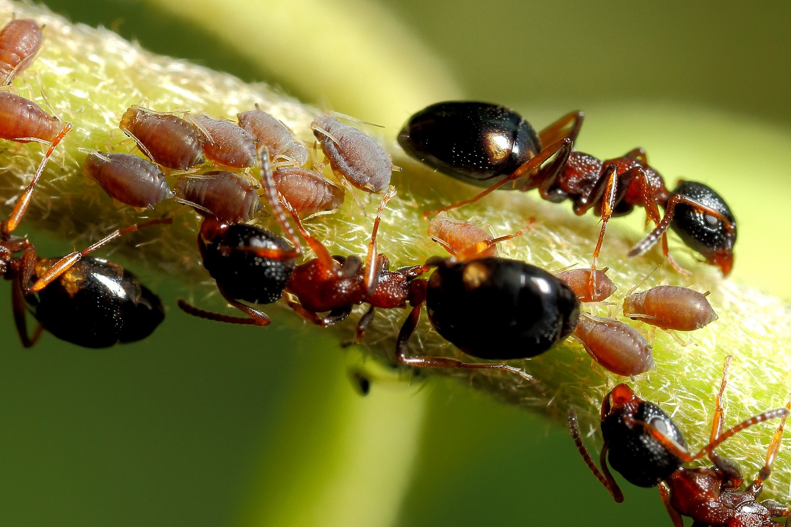 Vierpunktameisen (Dolichoderus quadripunctatus) XIIIa