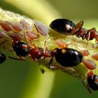 Vierpunktameisen (Dolichoderus quadripunctatus) XIIIa