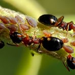 Vierpunktameisen (Dolichoderus quadripunctatus) XIIIa