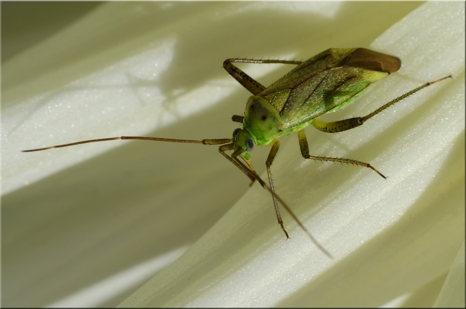 Vierpunktige Zierwanze (Adelphocoris quadripunctatus)