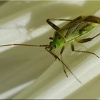 Vierpunktige Zierwanze (Adelphocoris quadripunctatus)