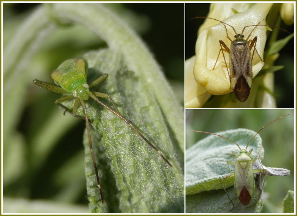 Vierpunktige Zierwanze - Jung und alt