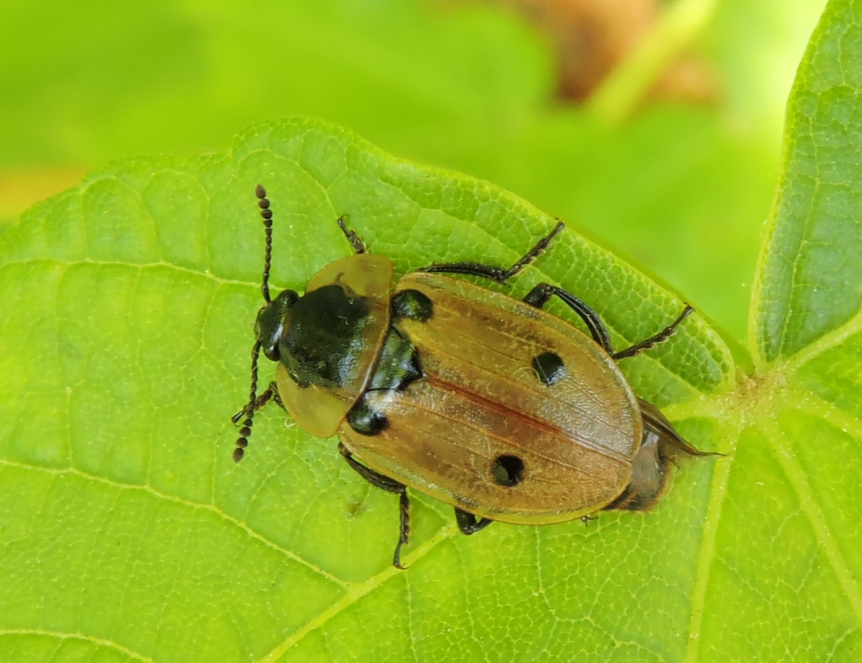 Vierpunktiger Aaskäfer (Dendroxena quadrimaculata)