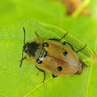 Vierpunktiger Aaskäfer (Dendroxena quadrimaculata)