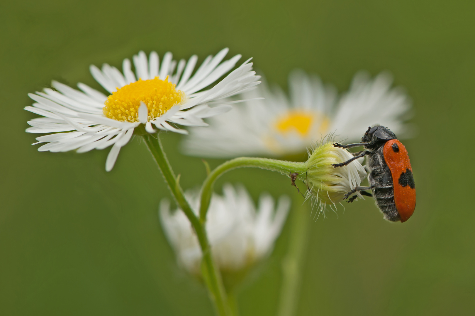 Vierpunktiger Ameisen-Sackkäfer  (Clytra laeviuscula)