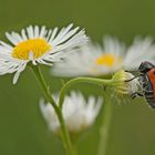 Vierpunktiger Ameisen-Sackkäfer  (Clytra laeviuscula)