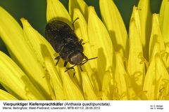 Vierpunktiger Kiefernprachtkäfer (Anthaxia quadripunctata)