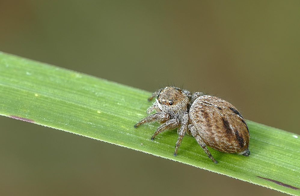 Vierpunktspringspinne