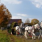 Vierspänner im Herbstlicht