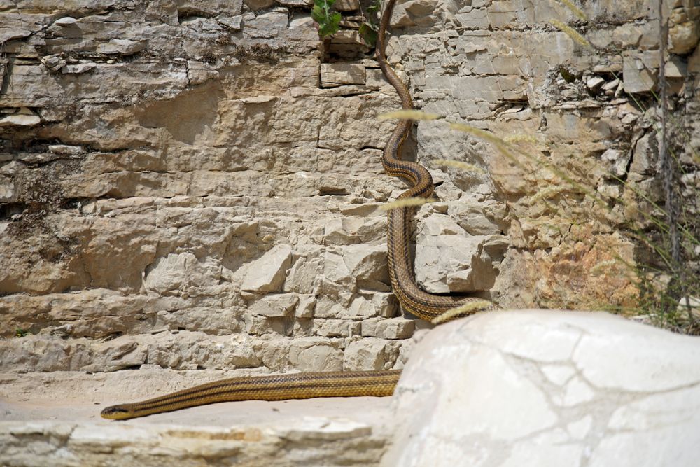 Vierstreifennatter am Pool - Kroatien