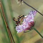 Vierstreifige Dickkopffliege (Conops quadrifasciatus)