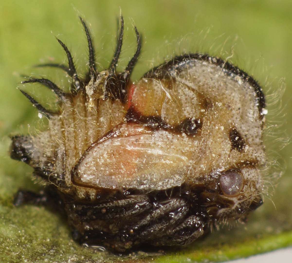 Vierte Instar Nymphe von Membrecius Mexicanus (Mexikanischer Baumspringer)