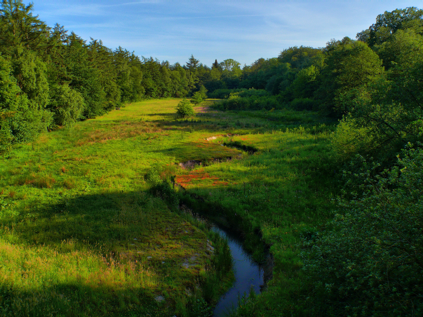 Viertes HDR (Renaturierungsgebiet Hasbruch/Brookbäke)