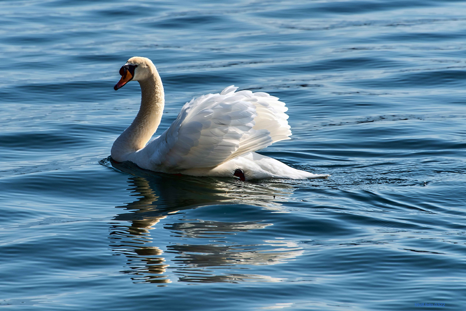 Vierwaldstätter Schwan