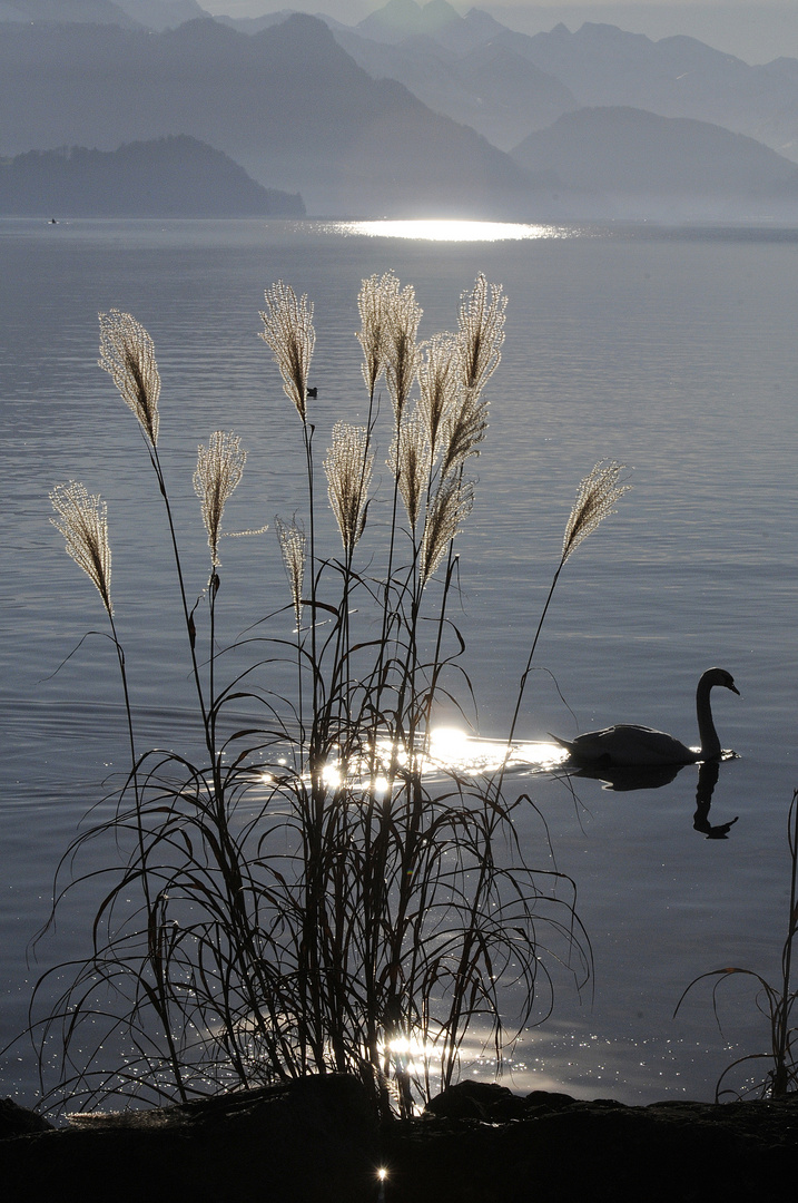 Vierwaldstättersee