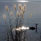 Vierwaldstättersee