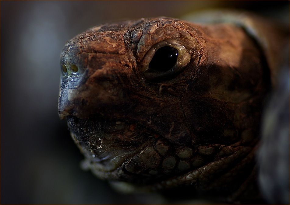 Vierzehenschildkröte