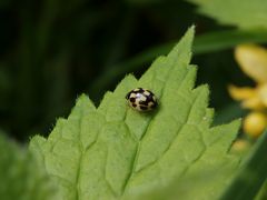 Vierzehnpunkt-Marienkäfer bzw Schachbrett-Marienkäfer P5140419