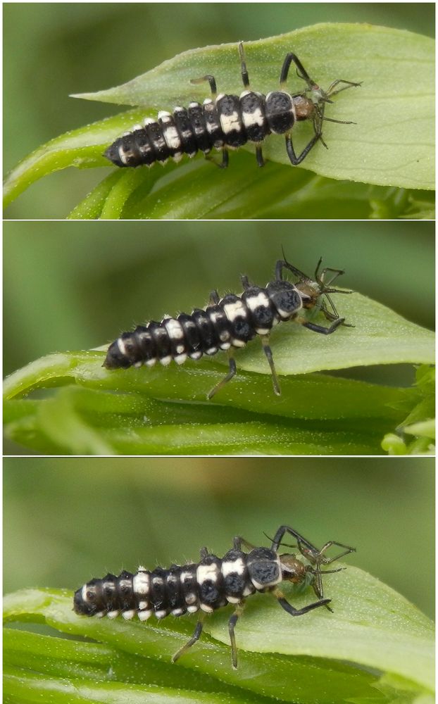 Vierzehnpunkt-Marienkäfer (Propylea quatuordecimpunctata)