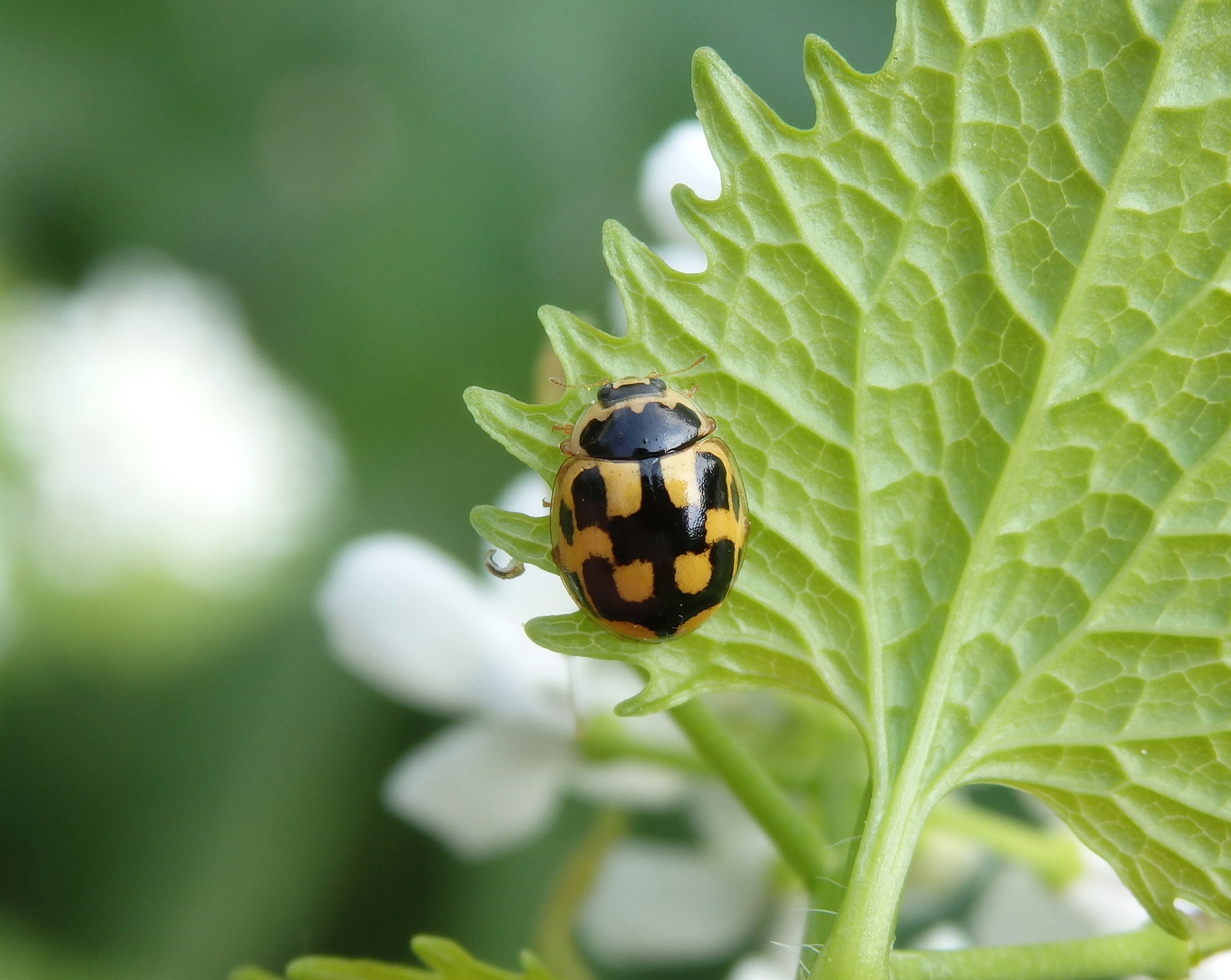 Vierzehnpunkt-Marienkäfer (Propylea quatuordecimpunctata)