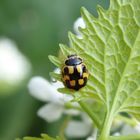 Vierzehnpunkt-Marienkäfer (Propylea quatuordecimpunctata)