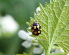 Vierzehnpunkt-Marienkäfer (Propylea quatuordecimpunctata)