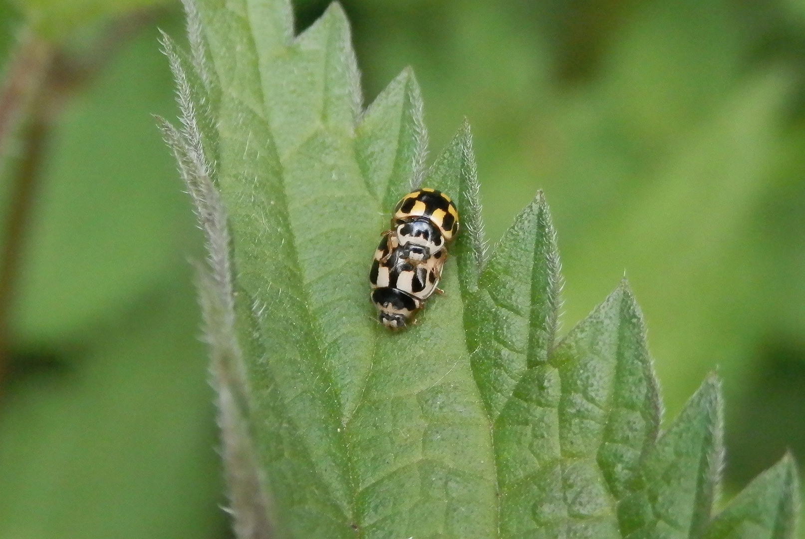 Vierzehnpunkt-Marienkäfer (Propylea quatuordecimpunctata) bei der Paarung